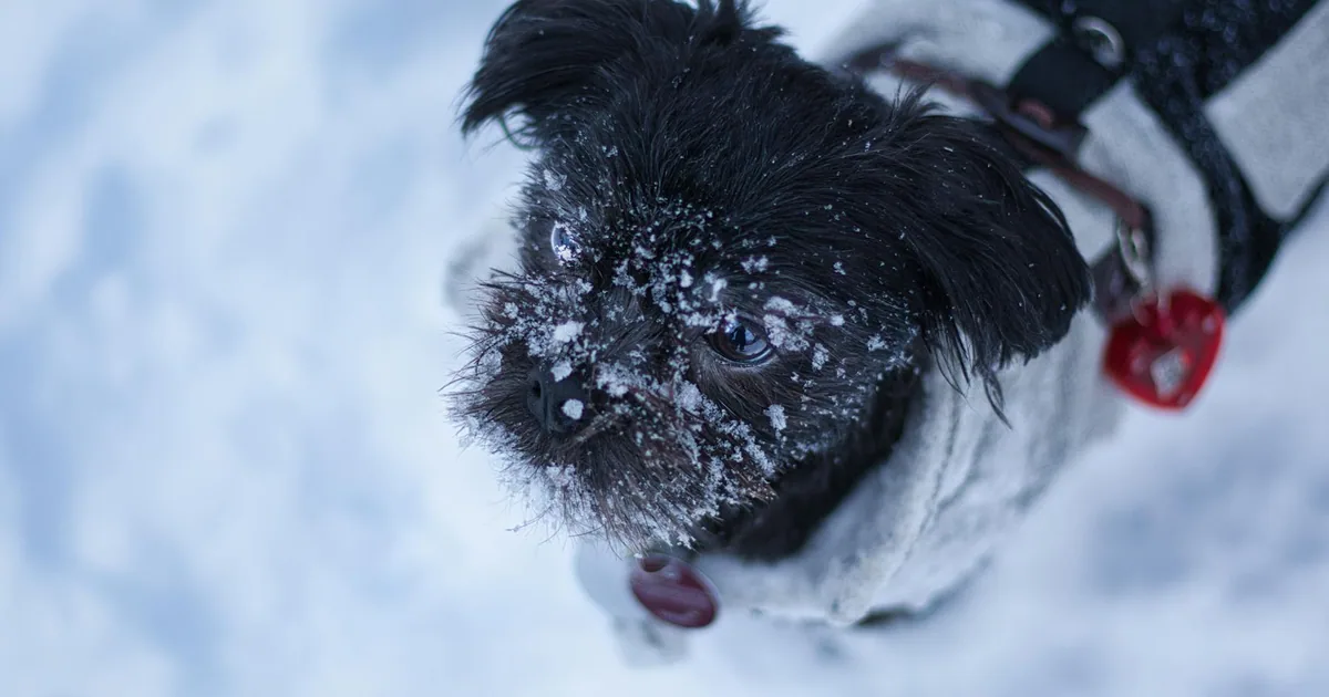 Affenpinscher: Características, Cuidados y Adaptación en Colombia