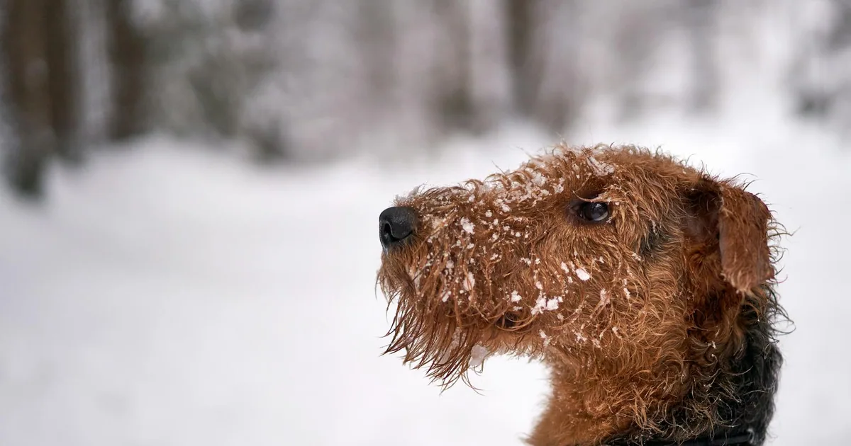 Airedale Terrier: Características, Cuidados y Adaptación en Colombia