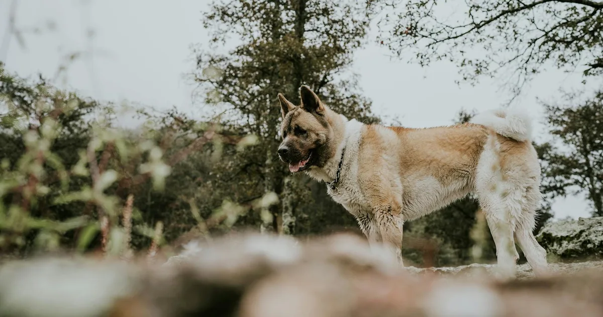 Akita: Características, Cuidados y Adaptación en Colombia