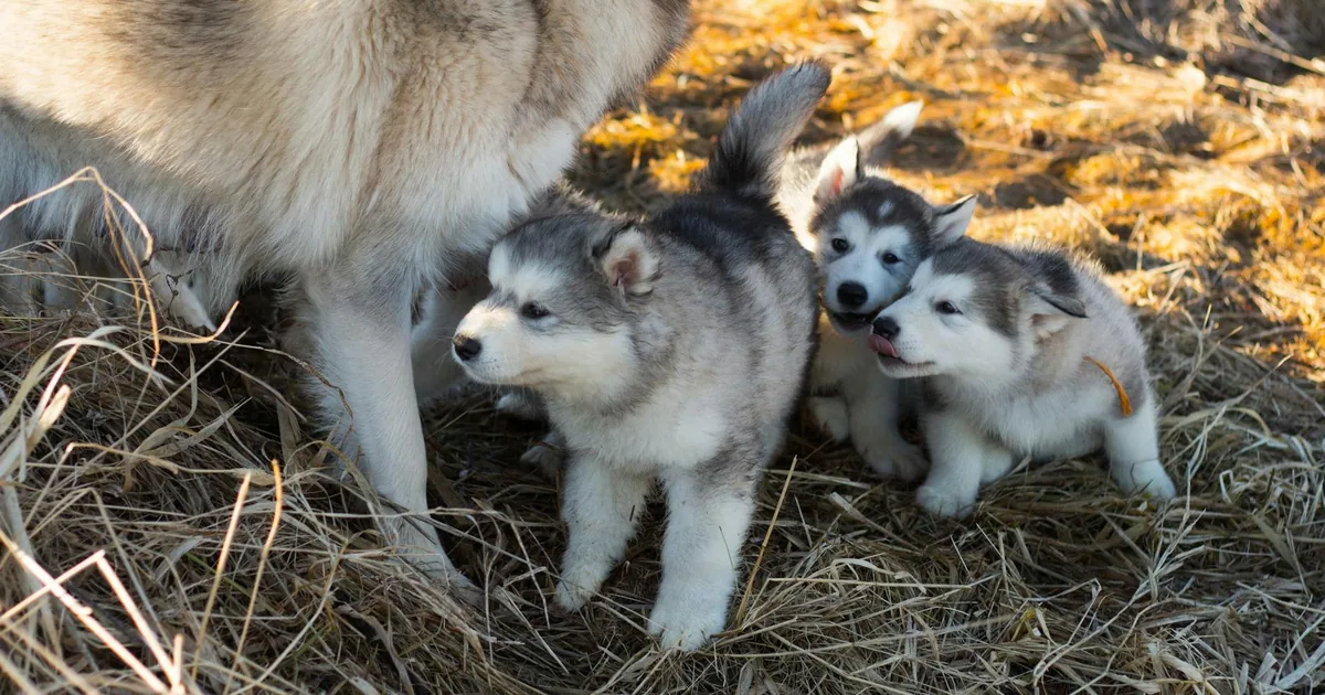 Alaskan Malamute: Características, Cuidados y Adaptación en Colombia