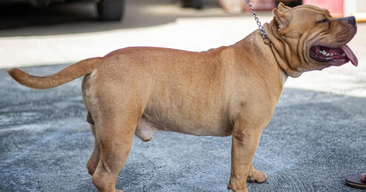 American Bully: Características y cuidados en Colombia