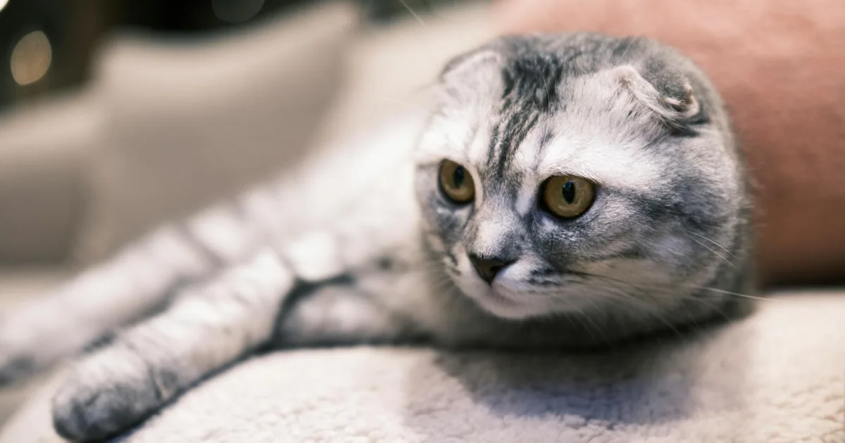 American Curl: Características, Cuidados y Salud en Colombia