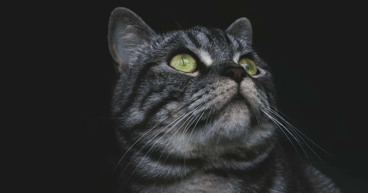 American Shorthair: Características y cuidados en Colombia