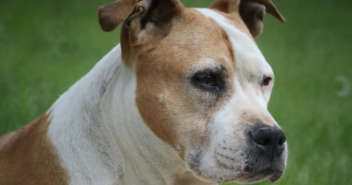 American Staffordshire Terrier: Guía completa para dueños en Colombia