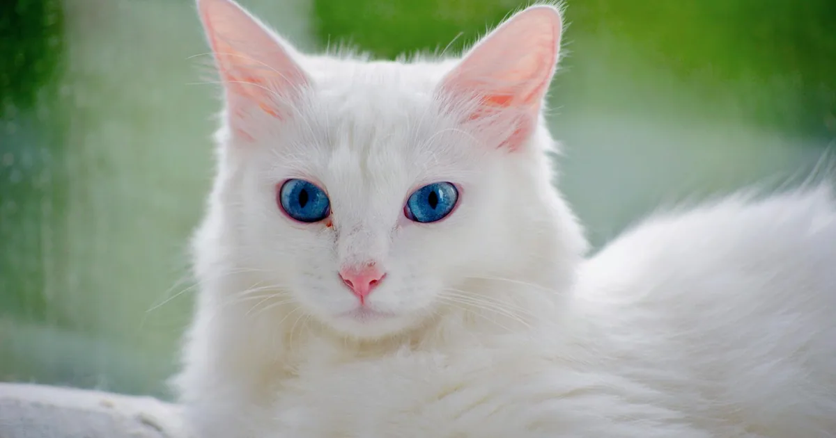 Angora Turco – Características, Cuidados y Adaptación en Colombia