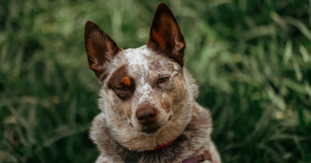 Australian Cattle Dog: Guía Completa para Dueños en Colombia
