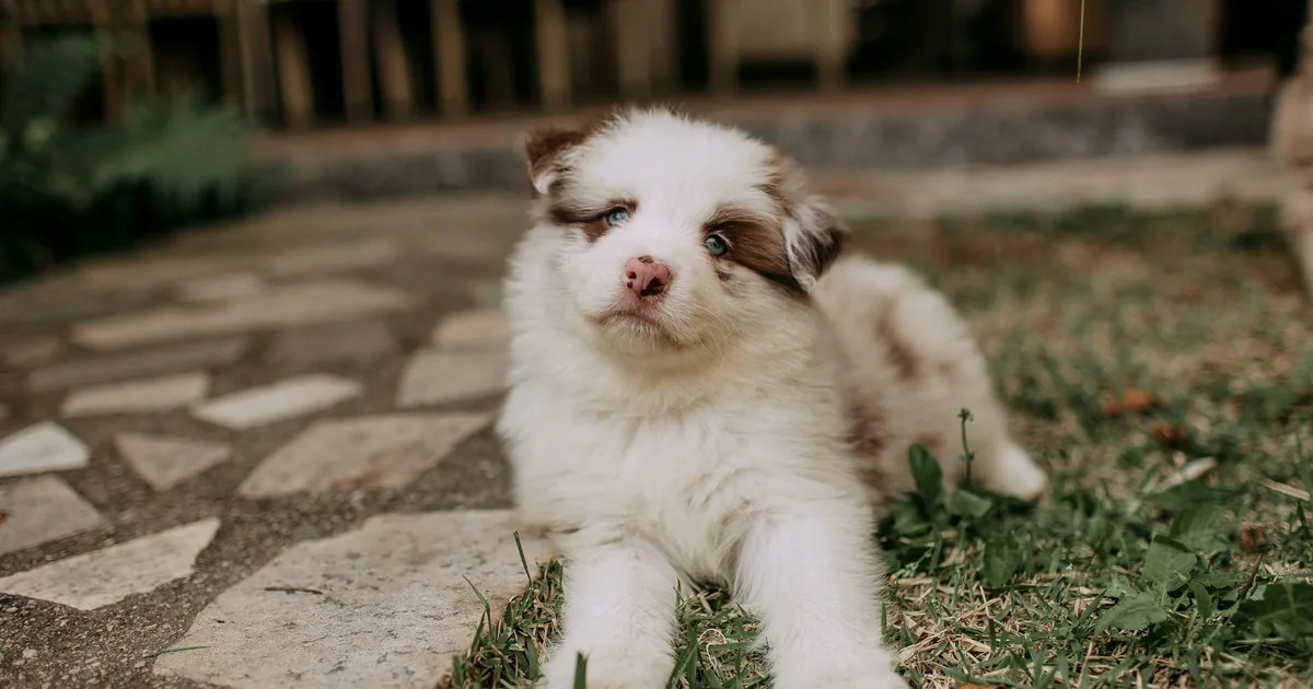 Australian Shepherd: Características y Cuidados en Colombia