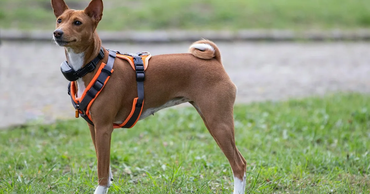 Basenji: Características, Cuidados y Adaptación en Colombia