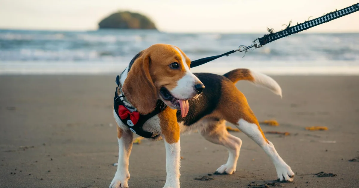 Cuidados Esenciales para tu Beagle en Colombia