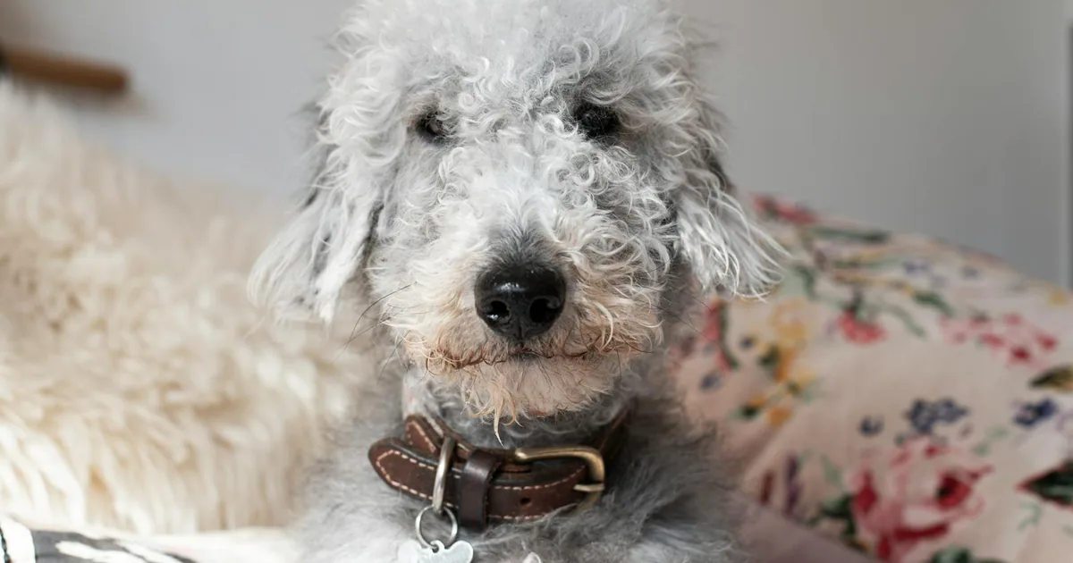 Bedlington Terrier: Características, Cuidados y Adaptación en Colombia