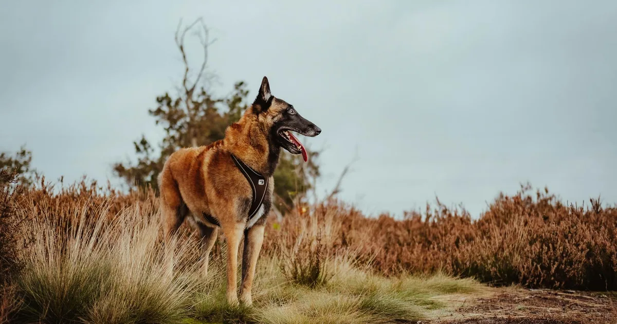 Belgian Malinois: Guía completa para su cuidado en Colombia