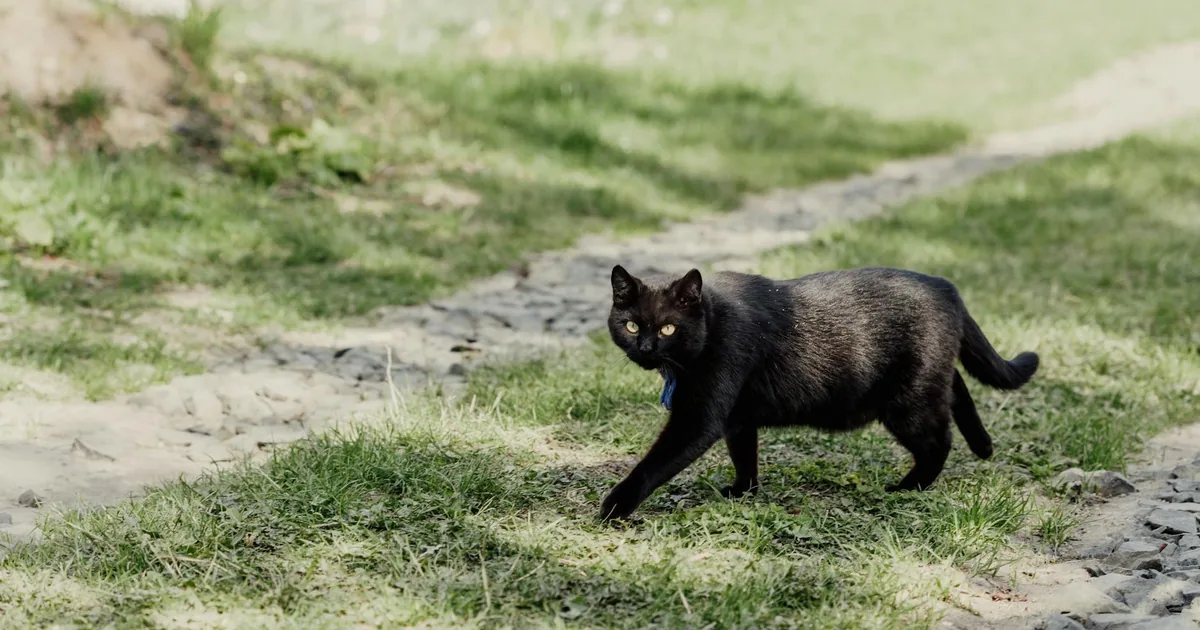 Bombay: Todo sobre esta raza de gato elegante y sociable