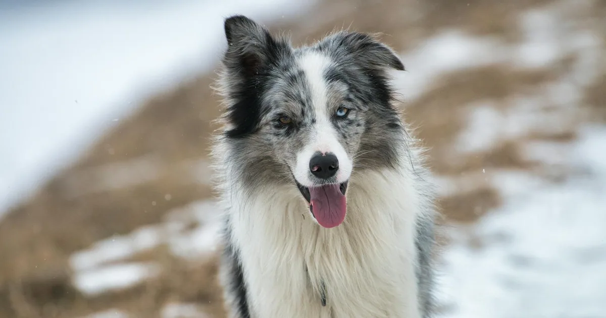 Border Collie: Guía Completa para Dueños en Colombia