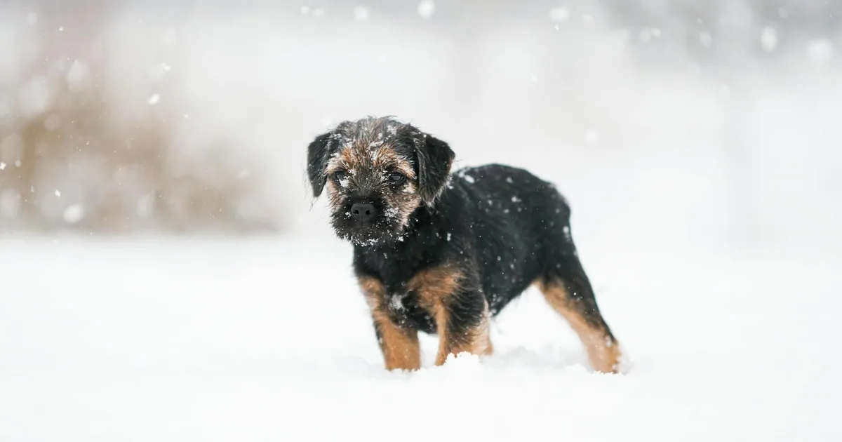Border Terrier: Características, Cuidados y Adaptación en Colombia