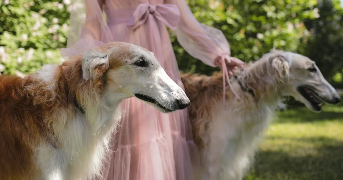 Borzoi: Características, cuidados y adaptación en Colombia