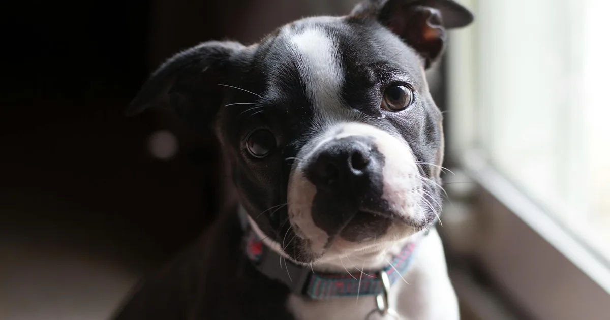 Boston Terrier: Características, Cuidados y Adaptación en Colombia