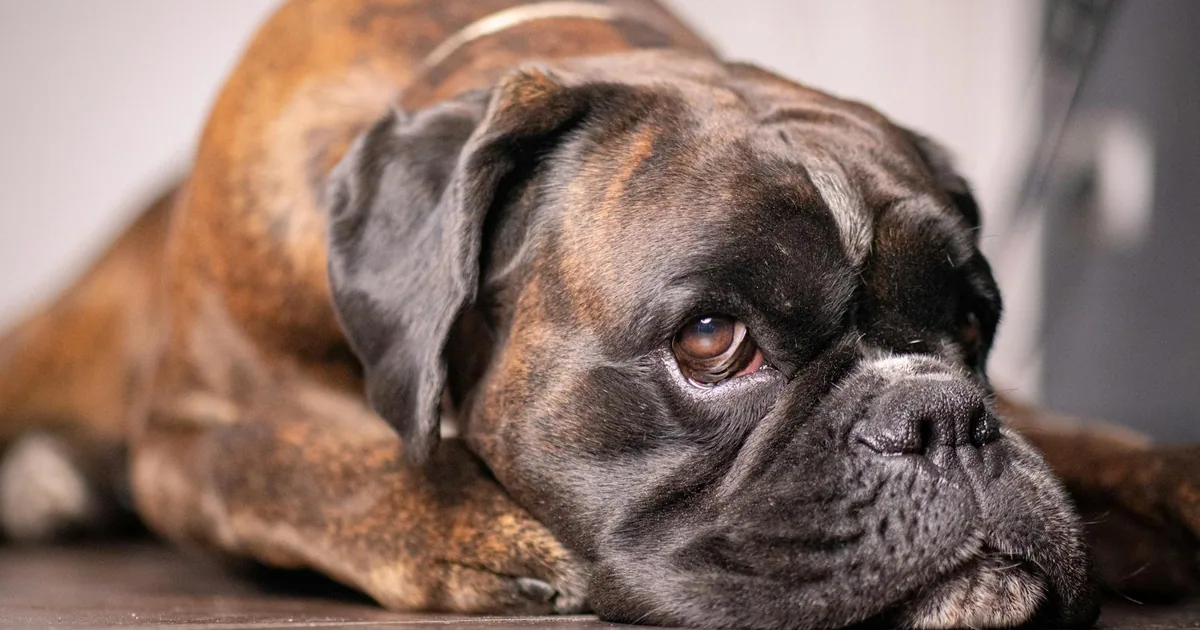 Enfermedades Cardíacas Comunes en Perros Boxer