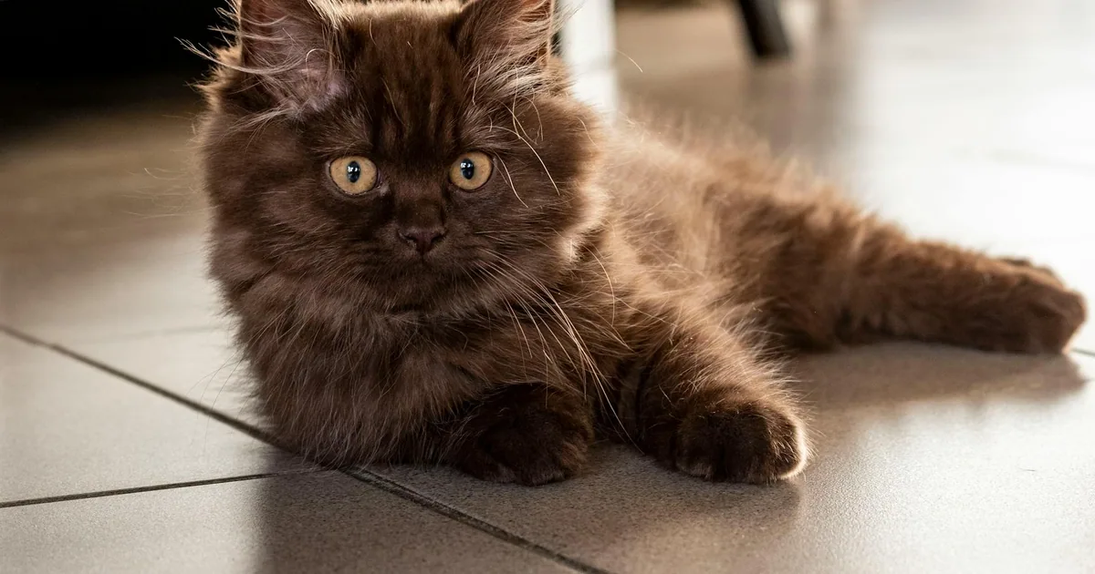 British Longhair: Características, Cuidados y Adaptación en Colombia