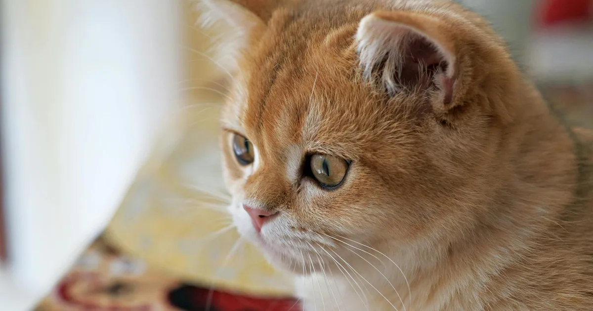 Cuidados Esenciales para Gatos British Shorthair en Colombia