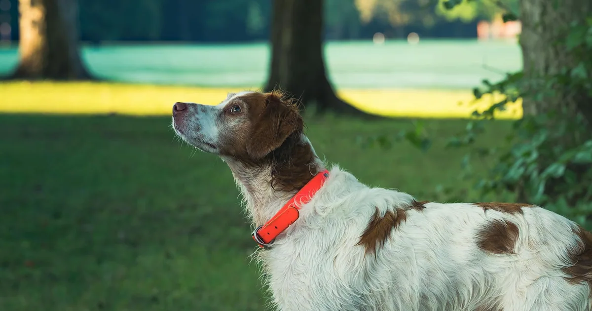 Brittany Spaniel: Características, Cuidados y Adaptación en Colombia