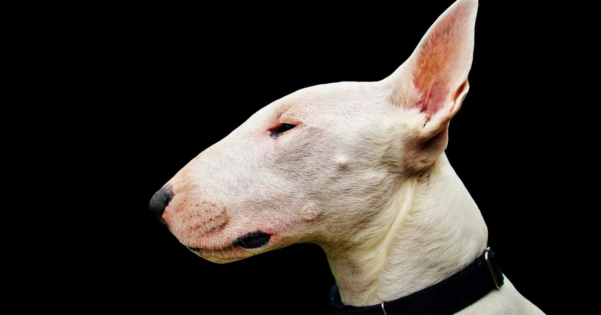 Bull Terrier: Características, Cuidados y Adaptación en Colombia