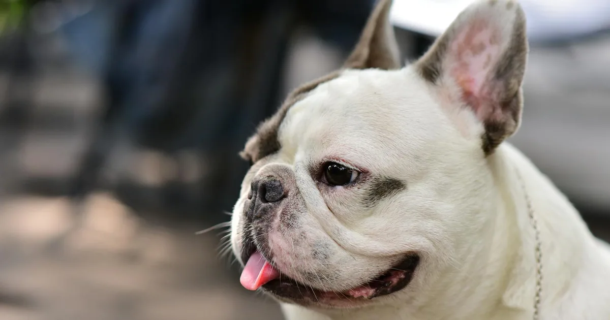 Bulldog Americano: Características, Cuidados y Adaptación en Colombia