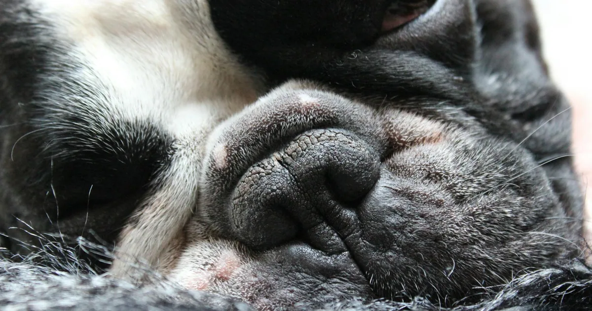 Cuidados Esenciales para tu Bulldog Francés en Colombia