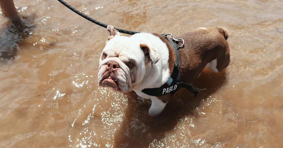 Bulldog Inglés: Características, Cuidados y Adaptación en Colombia