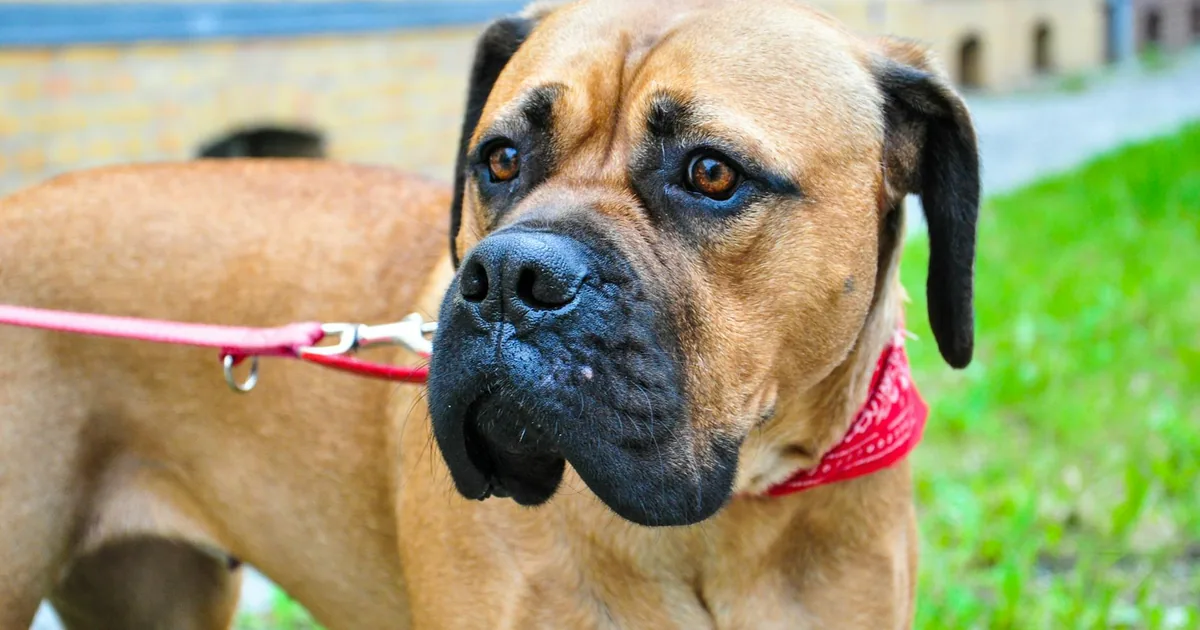 Bullmastiff: Características, Cuidados y Adaptación en Colombia