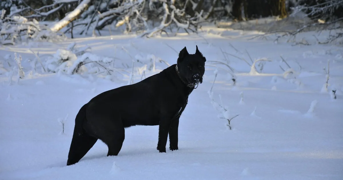 Cane Corso: Características, cuidados y adaptación en Colombia