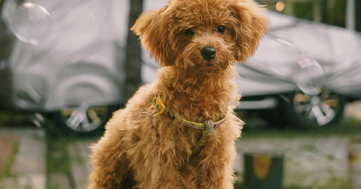 Caniche Miniatura: Características, Cuidados y Adaptación en Colombia