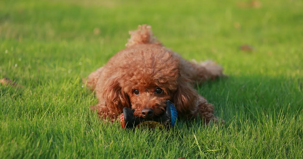 Caniche Toy: Características, Cuidados y Adaptación en Colombia