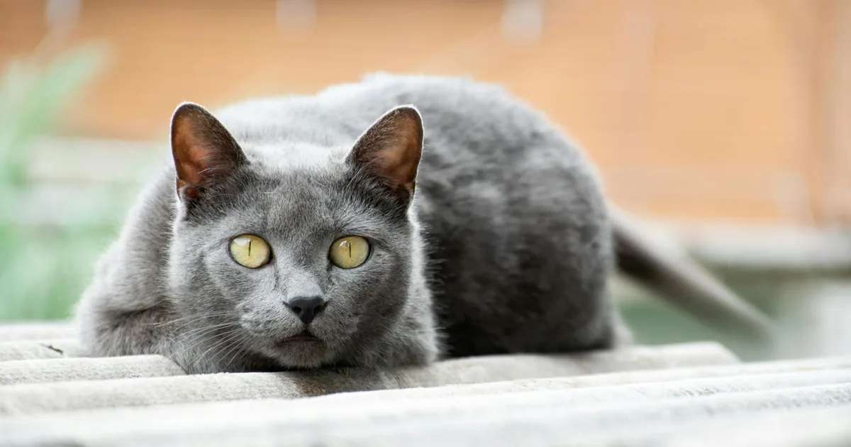 Chartreux: Características, Cuidados y Adaptación en Colombia