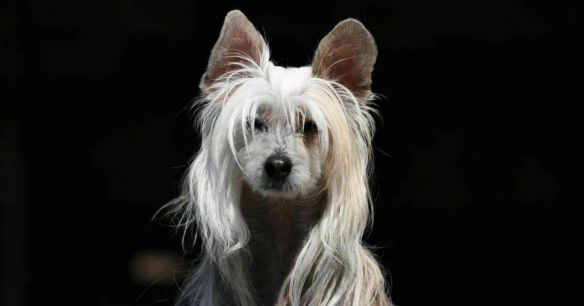 Chinese Crested: Características y cuidados en Colombia