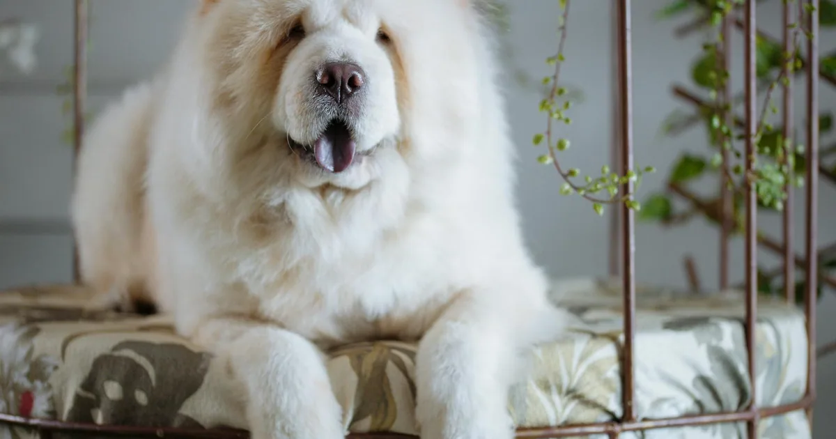 Chow Chow - Características, Cuidados y Adaptación en Colombia
