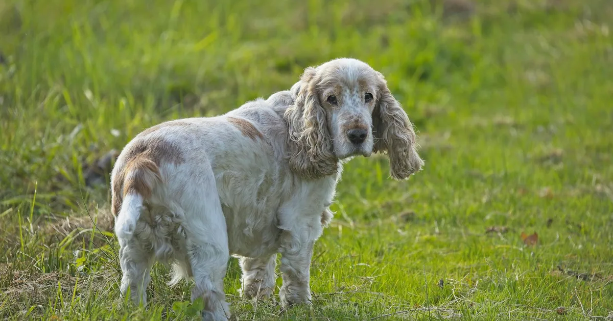 Clumber Spaniel: Características, Cuidados y Adaptación en Colombia