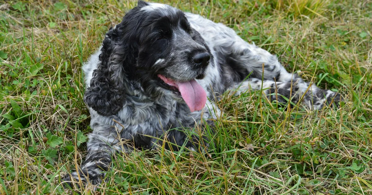 Cocker Spaniel Americano: Características y cuidados en Colombia