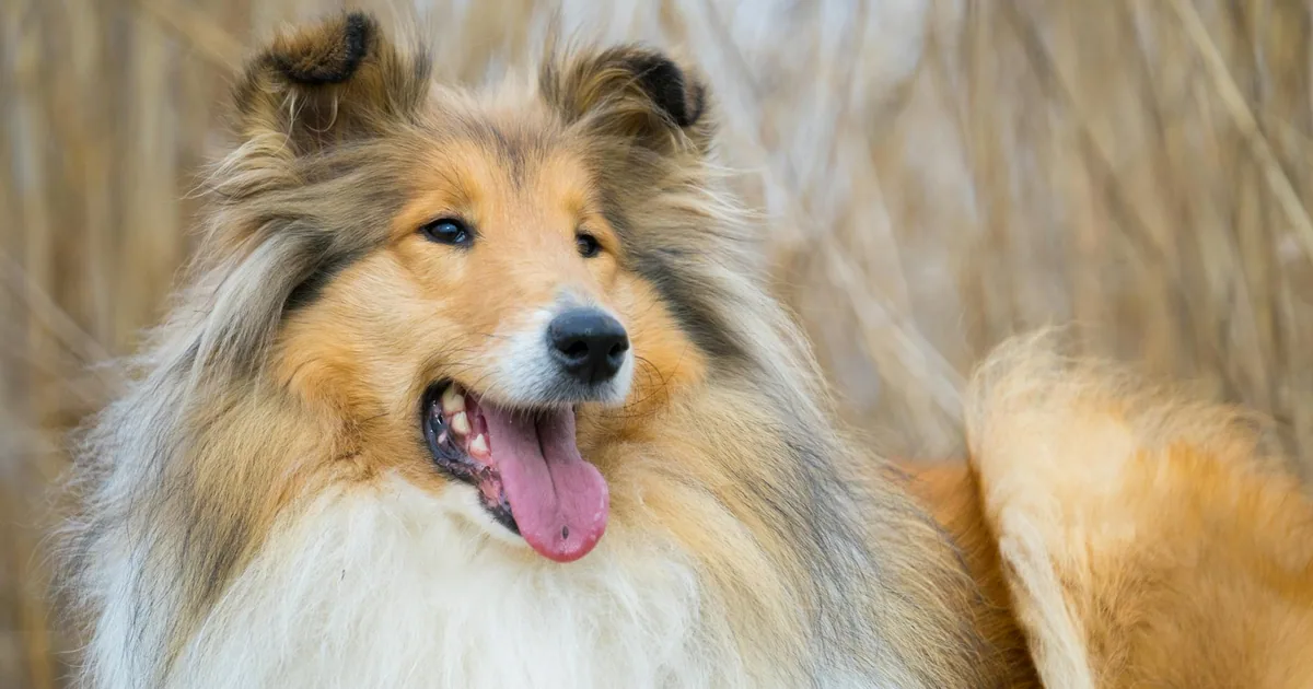 Collie de Pelo Largo: Características, Cuidados y Adaptación en Colombia