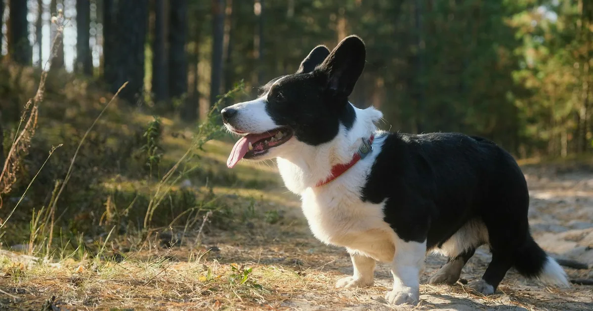 Corgi Galés Cardigan: Características, Cuidados y Adaptación en Colombia
