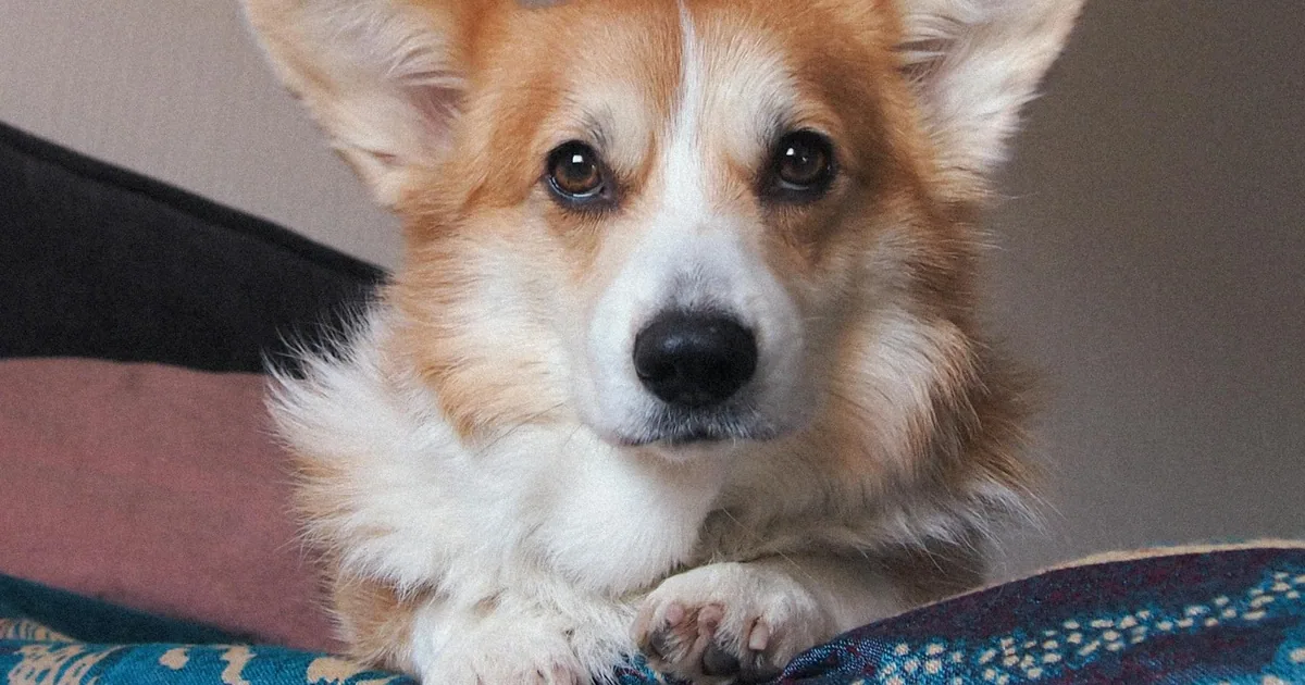 Corgi Galés Pembroke: Características y Cuidados en Colombia