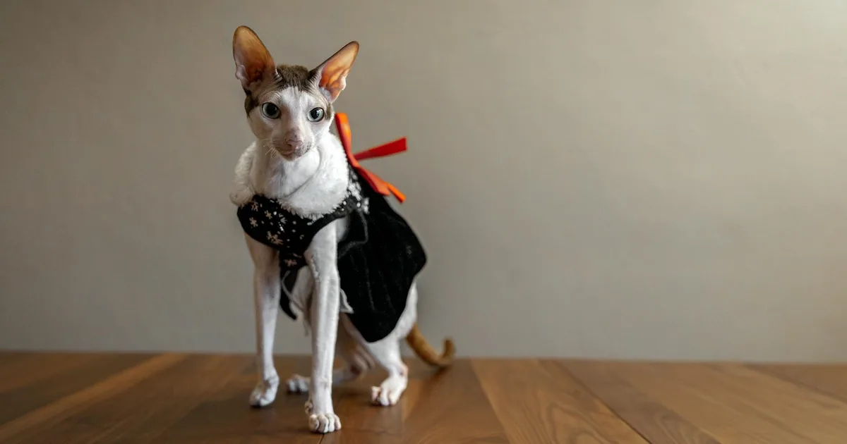 Cornish Rex: Características, Cuidados y Adaptación en Colombia