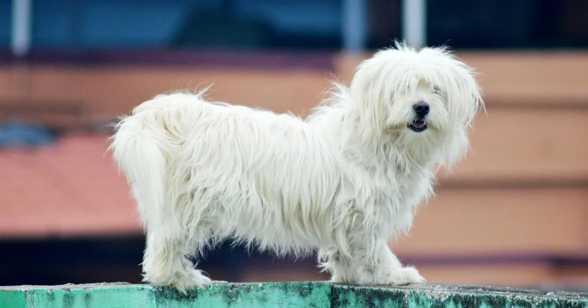 Coton de Tulear: Características, Cuidados y Adaptación en Colombia