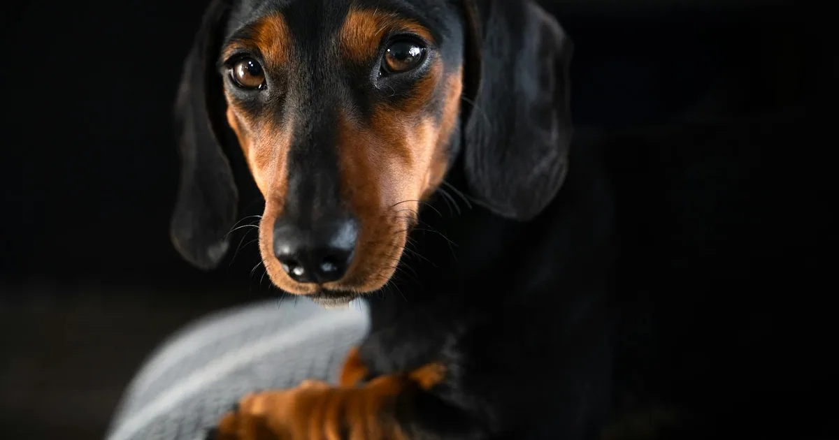 Problemas de Espalda en Perros Salchicha (Dachshund)