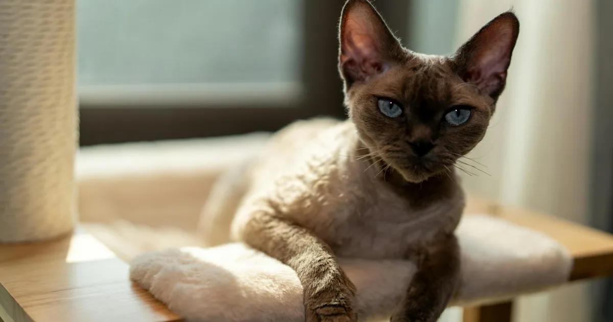Devon Rex: Características, cuidados y adaptación en Colombia