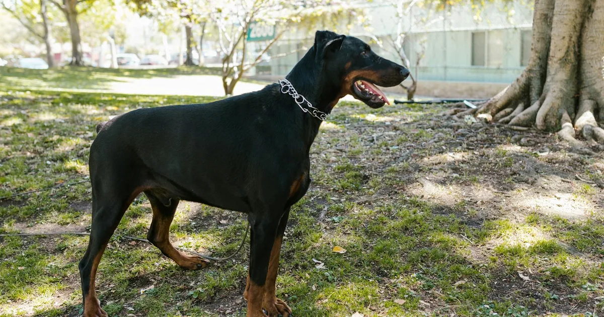 Cuidados Esenciales para tu Doberman en Colombia