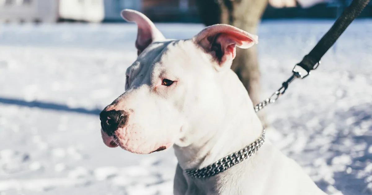 Dogo Argentino: Características, Cuidados y Adaptación en Colombia