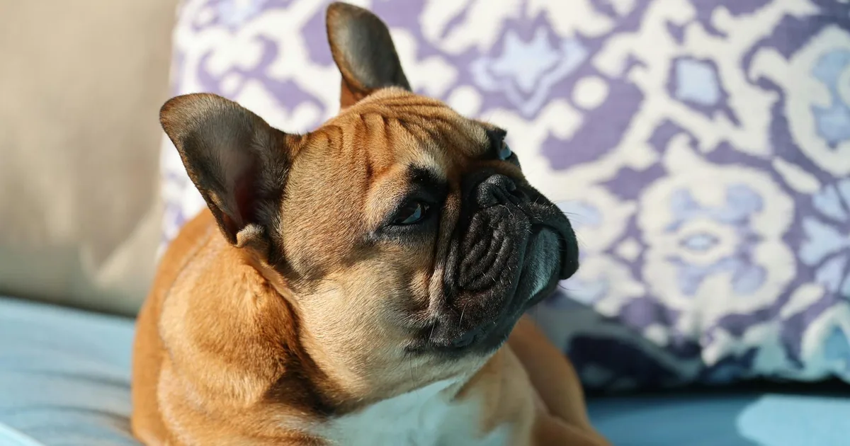 Dogo de Burdeos: Características, Cuidados y Adaptación en Colombia