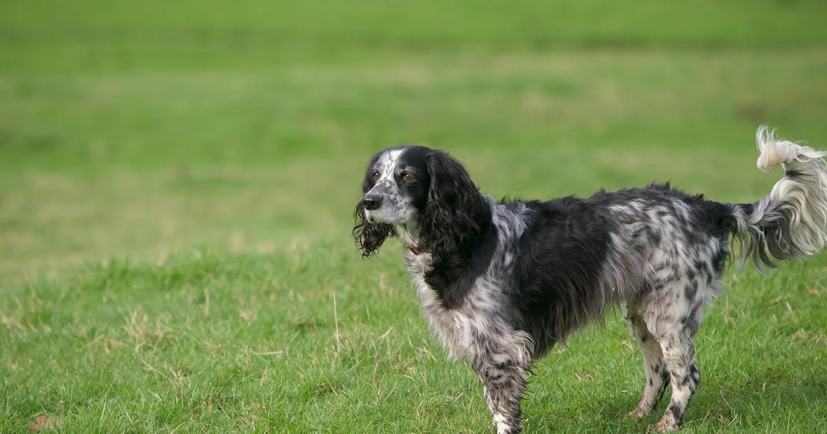 English Setter: Características y Cuidados en Colombia