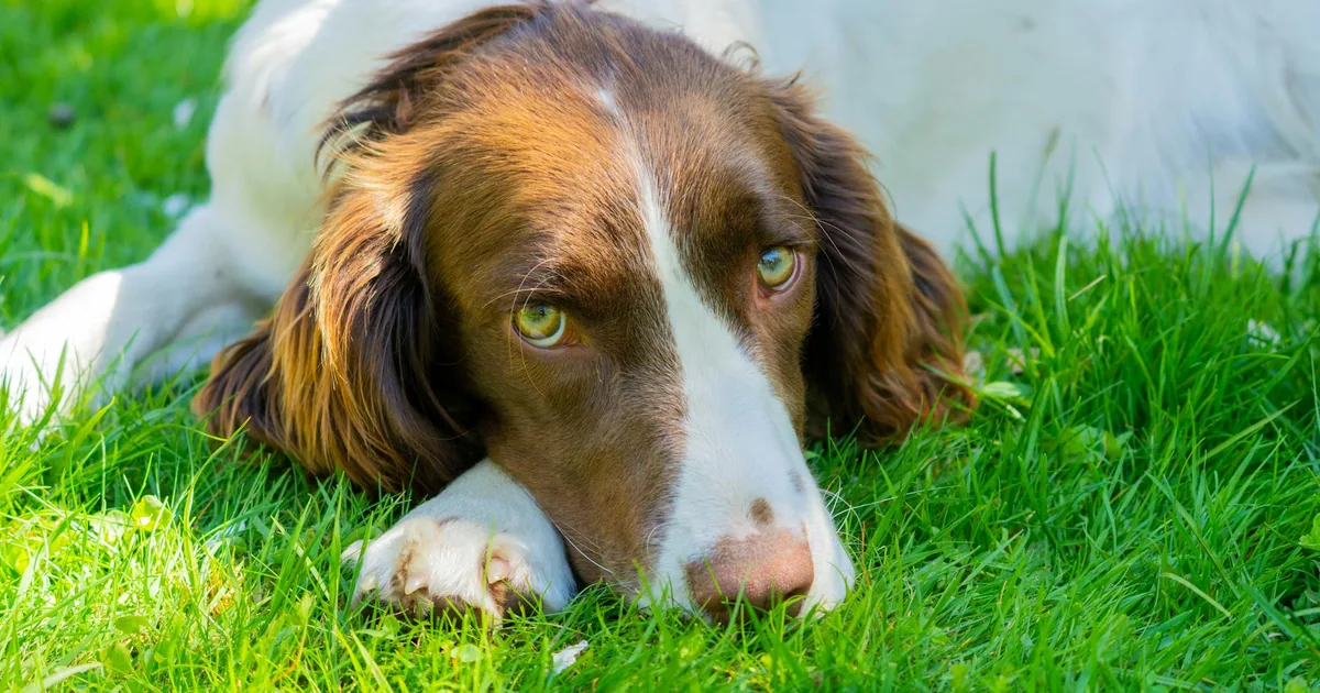 English Springer Spaniel: Características, Cuidados y Adaptación en Colombia