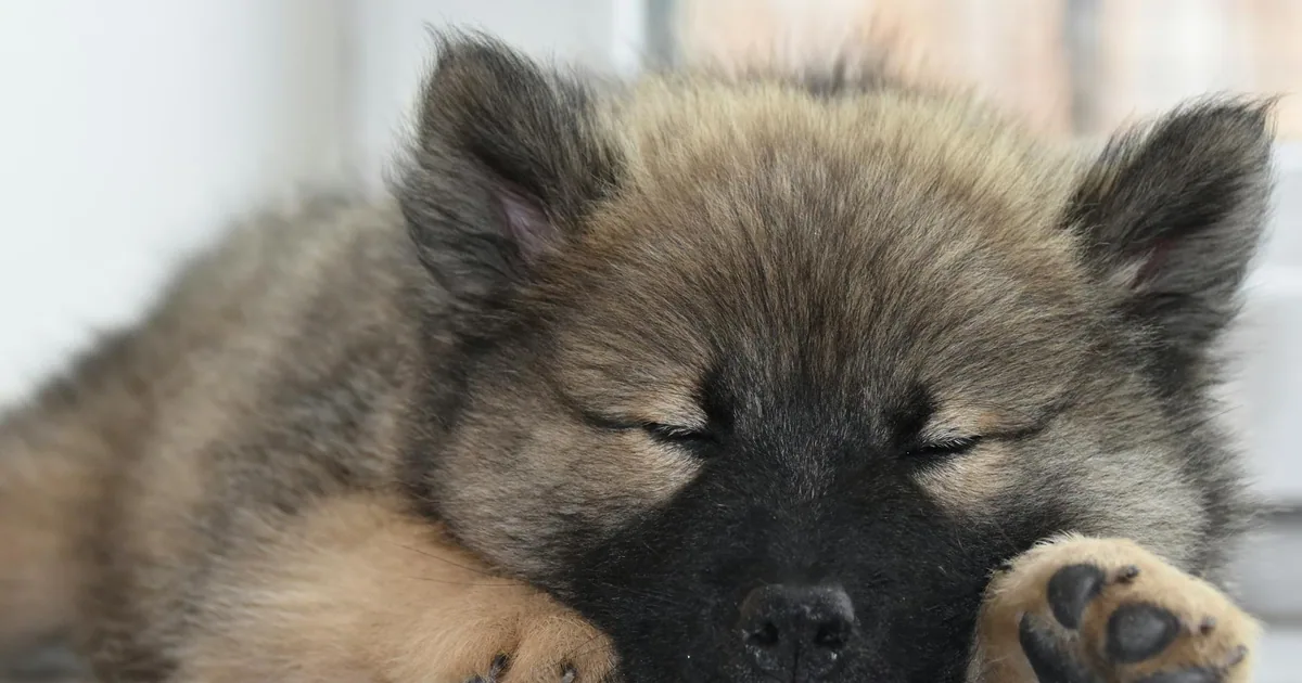Eurasier: Características, Cuidados y Adaptación en Colombia